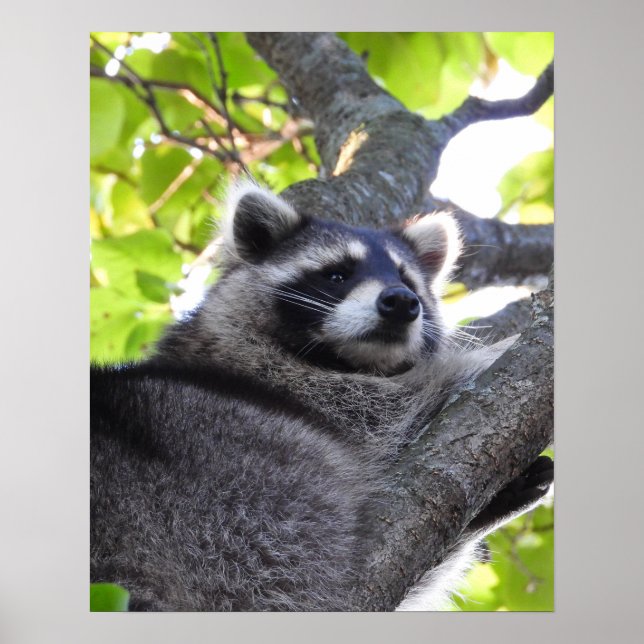 Raccoon Close Up Poster (Framsidan)