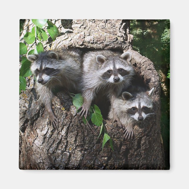 Raccoon - de tre amigos magnet (Framsidan)
