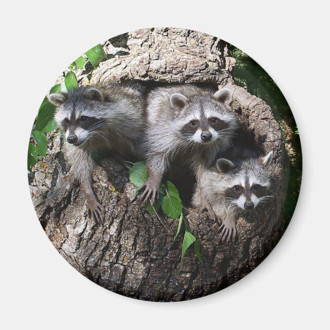 Raccoon - de tre amigos magnet (Framsidan)