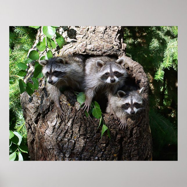 Raccoon - de tre amigos poster (Framsidan)