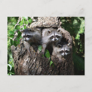 Raccoon - de tre amigos vykort
