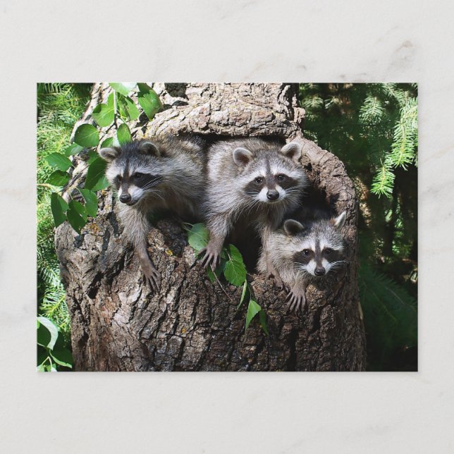 Raccoon - de tre amigos vykort (Framsida)