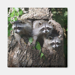 Raccoon - de tre amigosna magnet