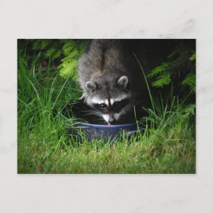 Raccoon Drinking Postcard Vykort
