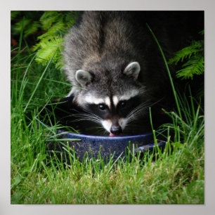 Raccoon Drinking Print Poster