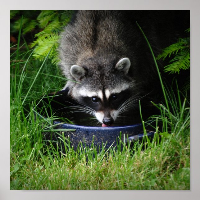 Raccoon Drinking Print Poster (Framsidan)
