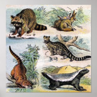Raccoon, Fennec Fox, Coati, Genets & Ratel Poster