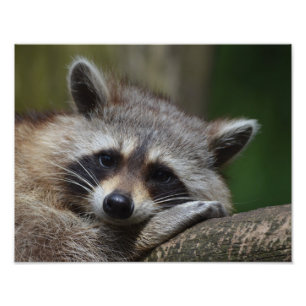 Raccoon Fototryck