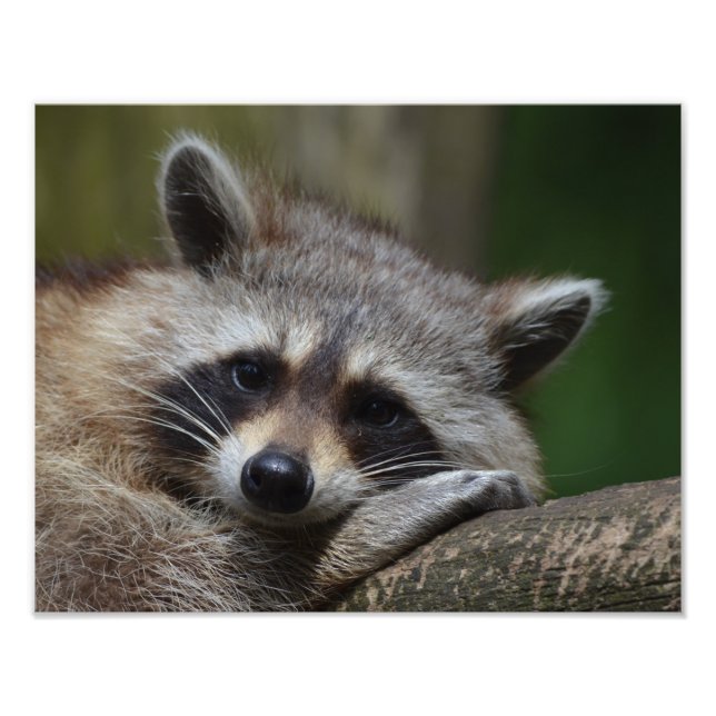 Raccoon Fototryck (Framsidan)