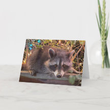 Raccoon Grattis på födelsedagen Card för alla