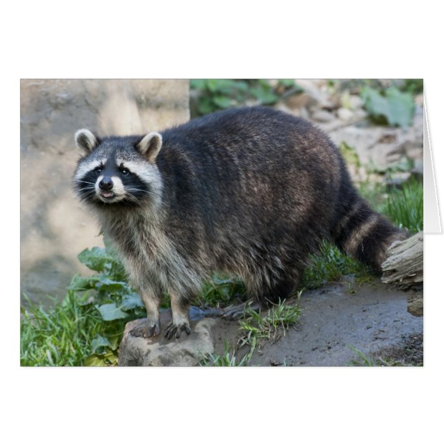 Raccoon Greeting Card Hälsningskort (Framsidan Horizontal)