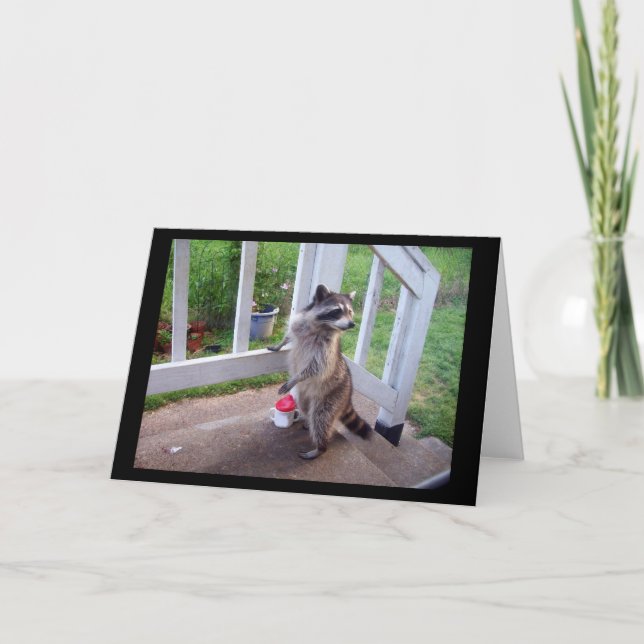 Raccoon Greeting Card Kort (Framsida)
