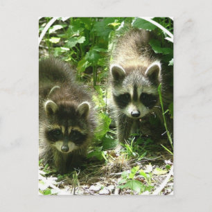 Raccoon Habitat-vykort Vykort
