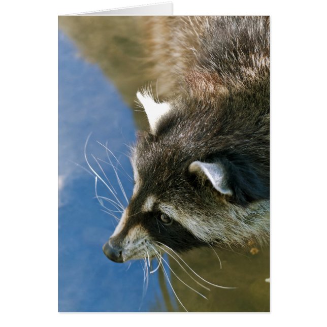 Raccoon Hälsningskort (Framsidan)