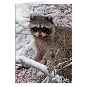 Raccoon Hälsningskort