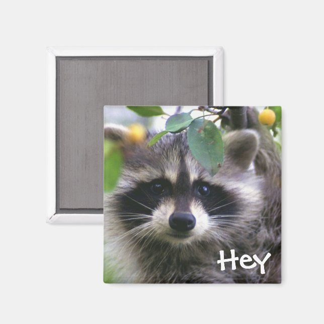 Raccoon i Crabapple Träd Magnet (Front/Back)