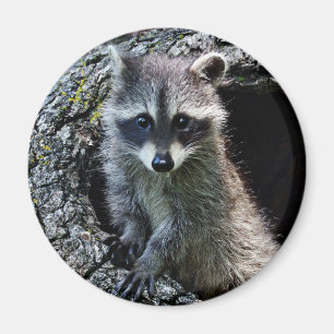 Raccoon i hålan magnet