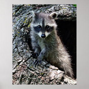 Raccoon i hålan poster