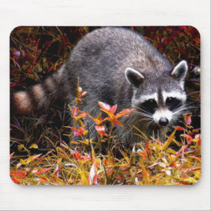RACCOON I HÖST MUSMATTA