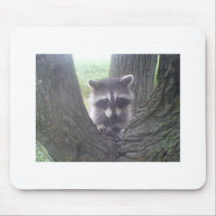 Raccoon i Träd Musmatta
