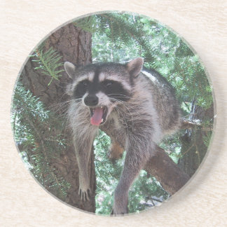 Raccoon i trädkustfartyg underlägg