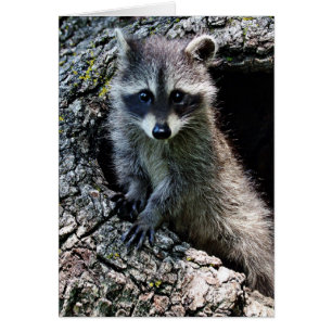Raccoon in the Den Den Den Hälsningskort