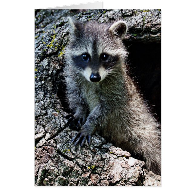 Raccoon in the Den Den Den Hälsningskort (Framsidan)