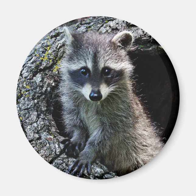 Raccoon in the Den Den Den Magnet (Framsidan)