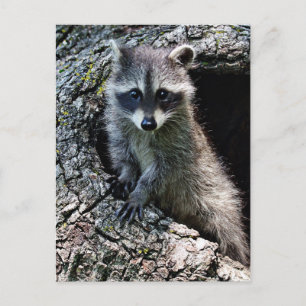 Raccoon in the Den Den Den Vykort