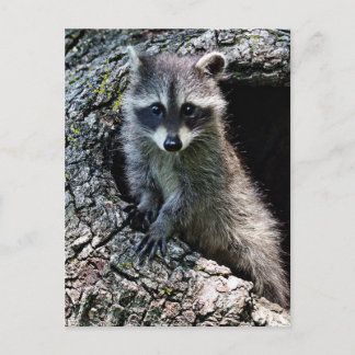 Raccoon in the Den Den Den Vykort