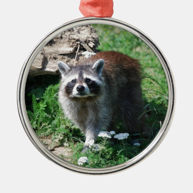 Raccoon Julgransprydnad Metall (Framsidan)