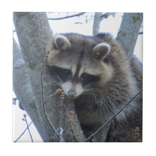 Raccoon Kakelplatta