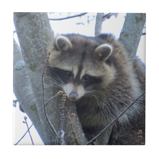 Raccoon Kakelplatta (Framsidan)