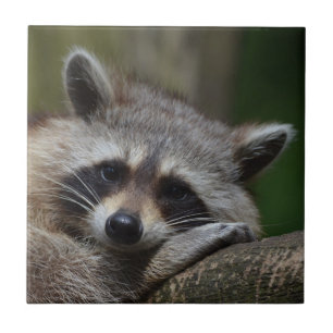 Raccoon Kakelplatta