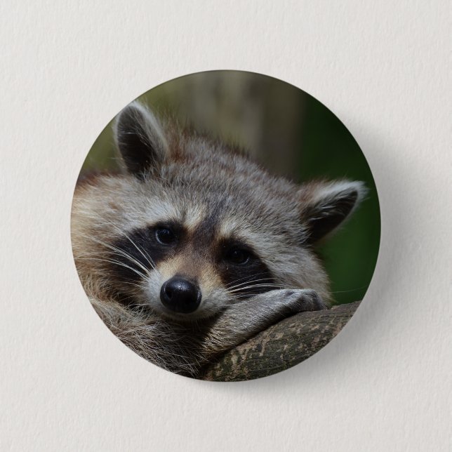 Raccoon Knapp (Framsida)