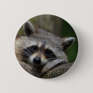 Raccoon Knapp