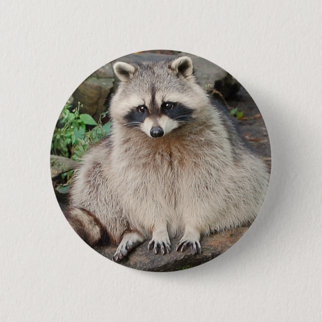 Raccoon Knapp (Framsida)