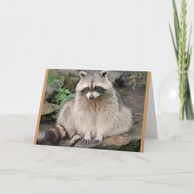 Raccoon Kort (Framsida)