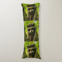 raccoon
