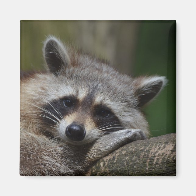 Raccoon Magnet (Framsidan)