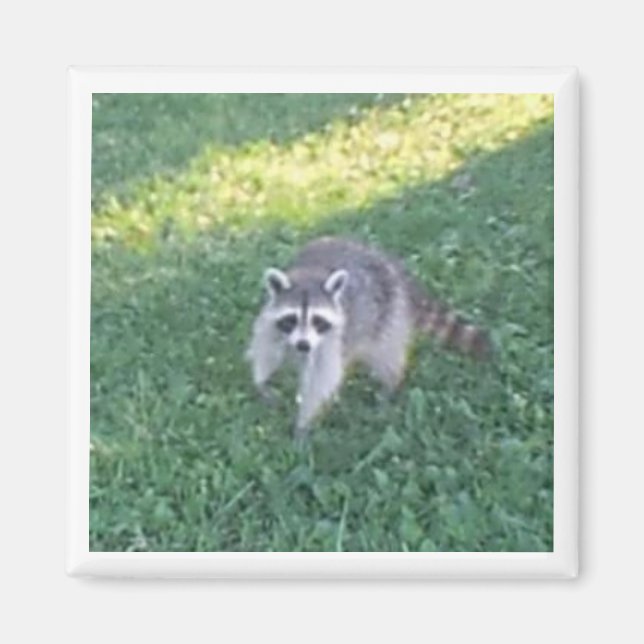 Raccoon Magnet (Framsidan)