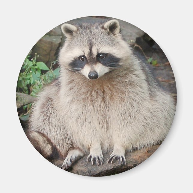 Raccoon Magnet (Framsidan)