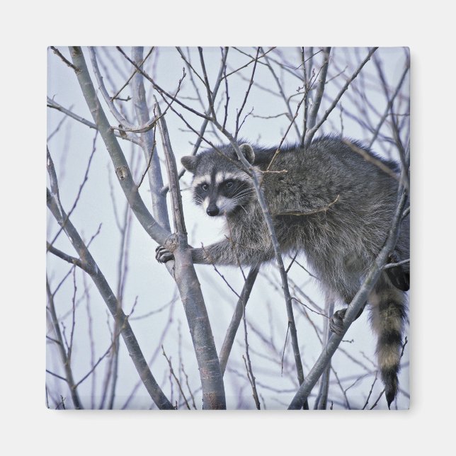 Raccoon Magnet (Framsidan)