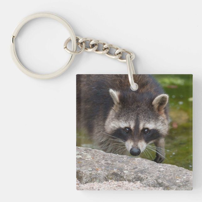 Raccoon Makes Direct Öga Contact (Framsidan)