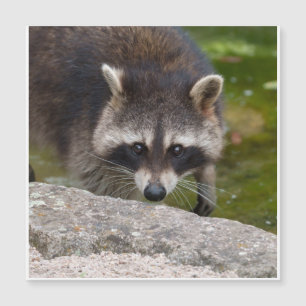 Raccoon Makes Direct Öga Contact