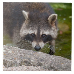 Raccoon Makes Direct Öga Contact Kakelplatta