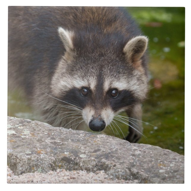 Raccoon Makes Direct Öga Contact Kakelplatta (Framsidan)