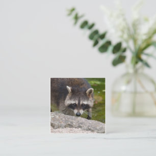 Raccoon Makes Direct Öga Contact Tilläggskort