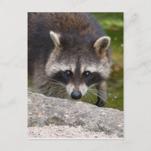 Raccoon Makes Direct Öga Contact Vykort