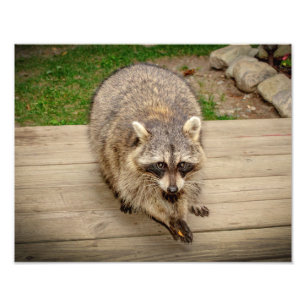 Raccoon med chip fototryck
